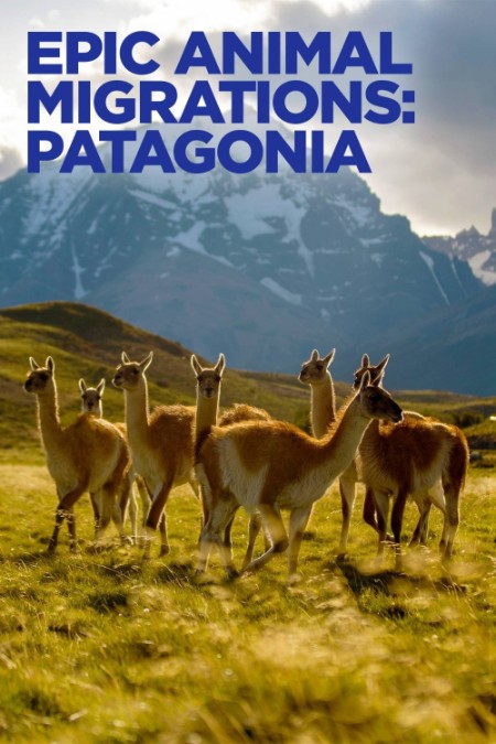 Epic Animal Migrations Patagonia (2023) iNTERNAL 1080p WEB H264-CBFM