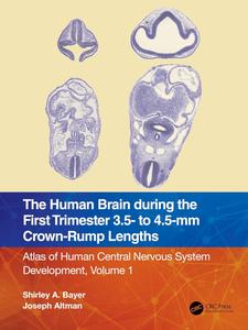 The Human Brain during the First Trimester 3.5– to 4.5–mm Crown–Rump Lengths