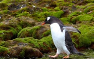 Полярники показали "зеленое" лето в Антарктике
