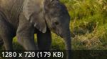 National Geographic.   | Secrets of the Elephants (1 /2023/WEB-DL/720p/1080p)
