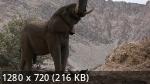 National Geographic.   | Secrets of the Elephants (1 /2023/WEB-DL/720p/1080p)