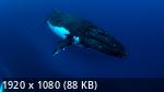    | The Loneliest Whale: The Search for 52 (2021/WEB-DL/720p/1080p)