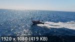 Самый одинокий кит | The Loneliest Whale: The Search for 52 (2021/WEB-DL/720p/1080p)