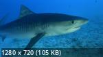   | Shark Queens (2022/WEB-DL/720p/1080p)