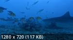 Владычицы морей | Shark Queens (2022/WEB-DL/720p/1080p)