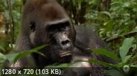 :    / Gorilla. Rumble in the Jungle (2020) HDTVRip 720p
