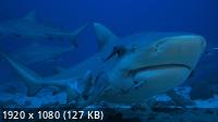   / Shark Queens (2022) WEB-DL 1080p