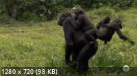 Гориллы: разборки в джунглях / Gorilla. Rumble in the Jungle (2020) HDTVRip 720p