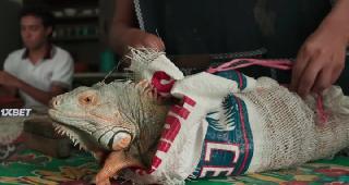 Финляндия (2021)