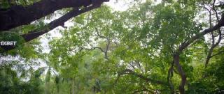 История Ману (2023)