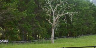 Женский картофельный забег Аплтона (2023)