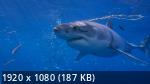 Захватчики побережья | Counting Jaws (2022/WEB-DL/1080p)