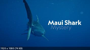                 ... / Maui Shark Mystery (2022) WEB-DL 1080p