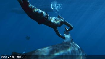 Чтобы раскрыть эту тайну исследователям нужно разместить блок с камерой и акселерометром на свободно плавающей тигровой акуле... / Maui Shark Mystery (2022) WEB-DL 1080p