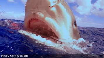  :  / Sharkcano: Hawaii (2023) WEB-DL 1080p