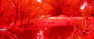 Кокаиновая пума (2023)