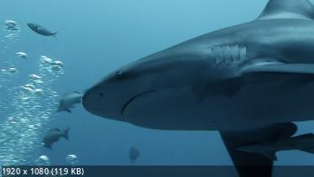 Акулы-налетчики / Bull Shark Bandits (2023) WEB-DL 1080p