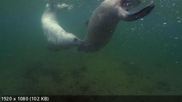 Тюлени - морские акробаты / Seals - Clowns of the Sea (2022) WEB-DL 1080p