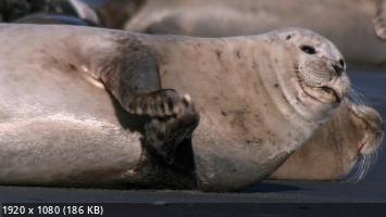 Тюлени - морские акробаты / Seals - Clowns of the Sea (2022) WEB-DL 1080p