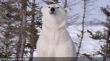    / Kingdom of the Polar Bears (2021) WEB-DL 1080p