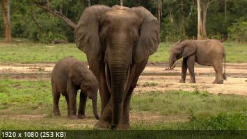 :   / Elephants. Changing Lives (2021) WEB-DL 1080p