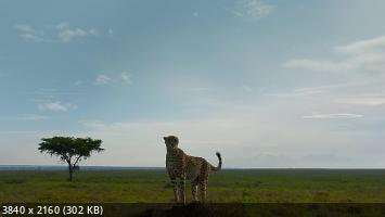  / Serengeti (2022) WEBRip 2160p
