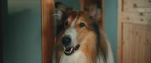 Лесси - лохматый детектив / Lassie - Ein neues Abenteuer (2023/BDRip/HDRip)